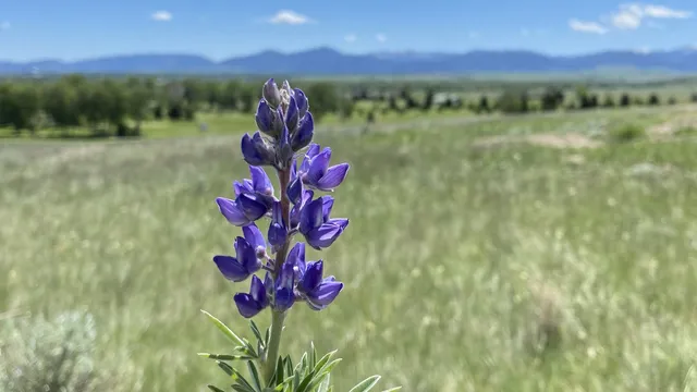 Purple lupine wildflower in a Montana meadow