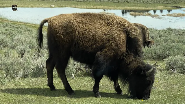 Bison grazing beside a river in Montana