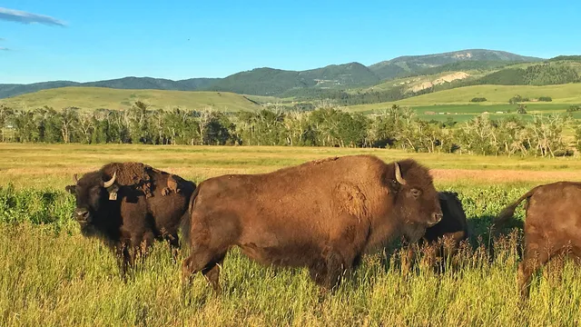 Bison in tall grass in a Montana valley