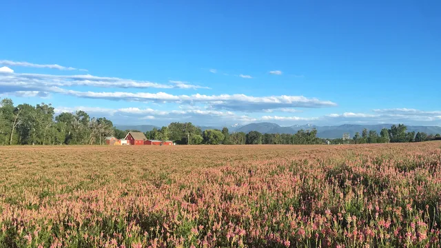 Red barn beyond a field of wildflowers near Bozeman