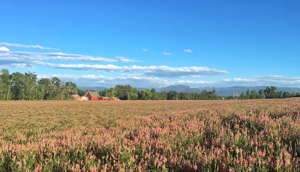 A red barn beyond a field of pink sainfoin flowers in the Gallatin Valley, with mountains on the horizon