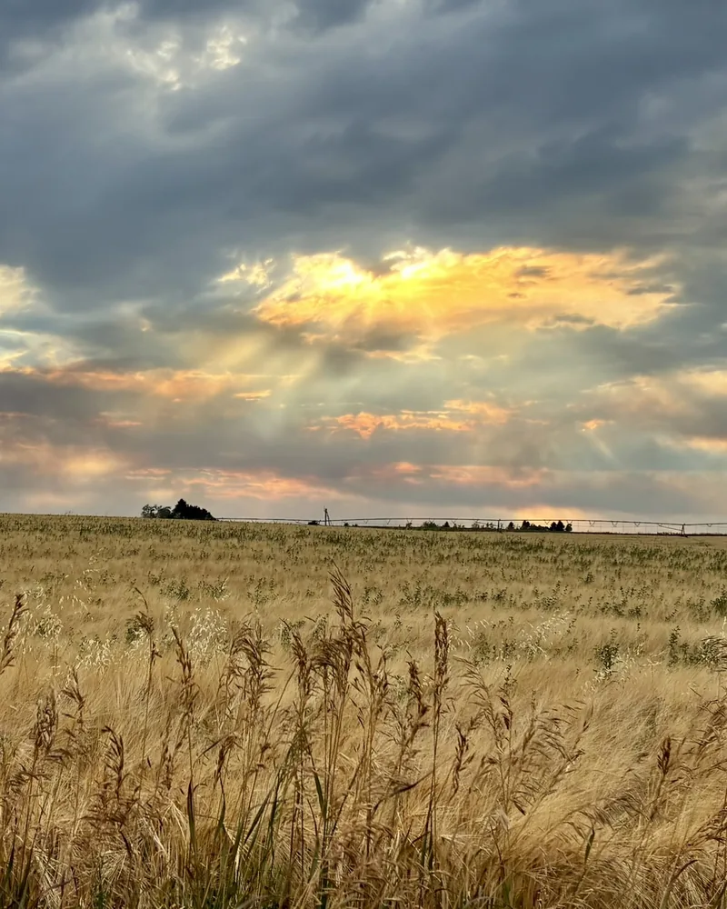 Sunbeams breaking through storm clouds over a golden wheat field near Bozeman